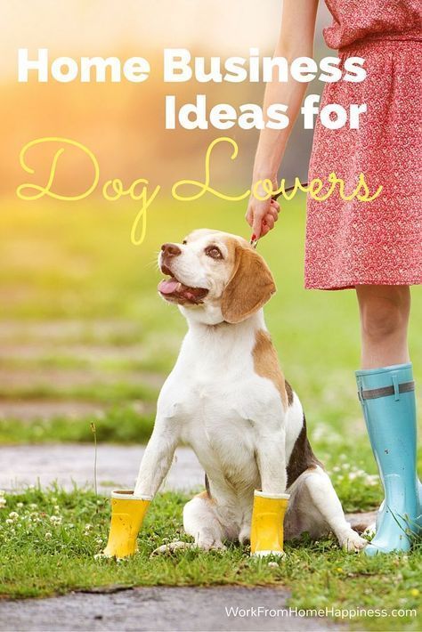 Turn your love of dogs into a career with these home business ideas for dog lovers! Animal Careers, Pet Sitting Business, Dog Walking Business, Home Business Ideas, Dogs Stuff, Pet Resort, Dog Business, Dog Dental, Pet Businesses