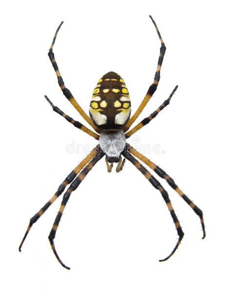 Macro of a Garden Spider. Isolated macro of a garden spider #Sponsored , #AFFILIATE, #Paid, #Garden, #garden, #spider, #Spider Yellow Garden Spider, Spider Png, Common Spiders, Arachnids Spiders, New Suit Design, Spider Drawing, Garden Spider, Golden Garden, Spider Bites