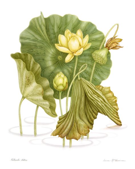 American Lotus, Botanical Printables, Lotus Flower Painting, Fauna Illustration, Plant Illustrations, Lotus Painting, Folk Art Flowers, Illustration Botanique, Botanical Illustration Vintage