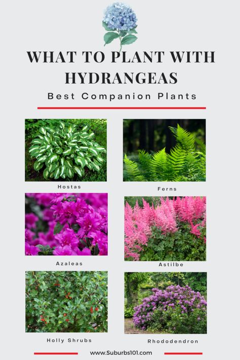 What to Plant with Hydrangeas: Best Companion Plants Hosts Companion Plants, Companion Plants For Rhododendron, Plants That Go With Hydrangeas, Hydrangea Pairing, Hydrangea And Azalea Landscaping, Rhododendron Companion Plants, Oakleaf Hydrangea Companion Plants, Azalea Companion Plants, Peony And Hydrangeas Garden