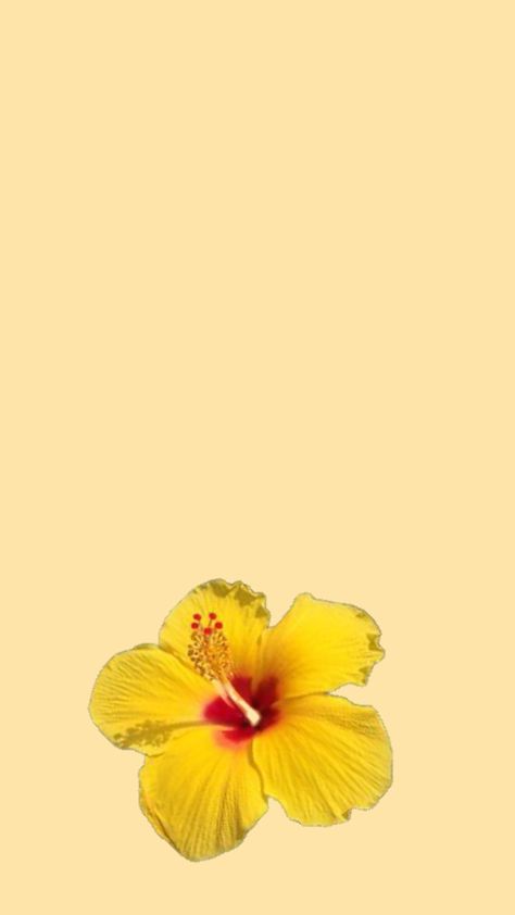 #wallpaper #nature #vibes #yellow #hibiscus #aesthetic #collageart Hibiscus Aesthetic, Nature Vibes, Yellow Hibiscus, Wallpaper Nature, Collage Art, Hibiscus, Yellow, Nature