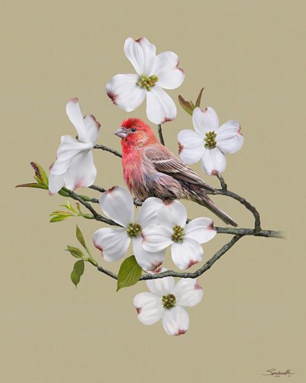 Finch and Dogwood. Hand-painted digital art and photo composite created by Spadecaller. Dogwood Tattoo, Dogwood Flower Tattoos, Jess Franks, Photo Composite, Dogwood Blooms, Dogwood Branches, Dogwood Blossoms, Dogwood Trees, Tree Artwork