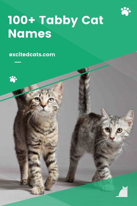 Cat Names Girl, Names For Male Cats, Tabby Cat Names, Cat Breeds List, Unique Cat Names, Names Cat, Rare Names, Coat Check, Names Girl