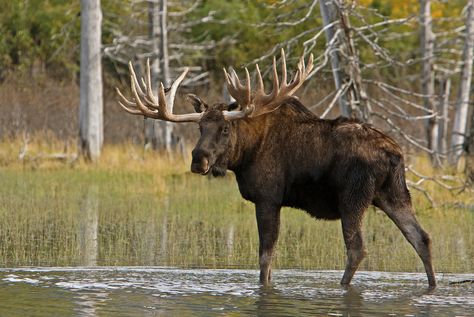 Moose Painting, Moose Pictures, Canadian Animals, Alaska Art, Moose Deer, Moose Decor, Bull Moose, Majestic Animals, Forest Friends