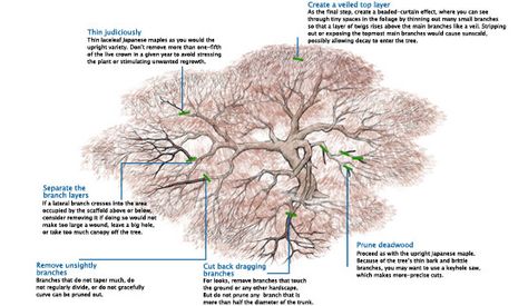 How to prune a  laceleaf Japanese Maple.  View the article here for ful details:  http://www.finegardening.com/how-to/articles/pruning-japanese-maples.aspx Maple Tree Landscape, Japanese Maple Bonsai, Weeping Trees, Maple Bonsai, Japanese Maples, Japanese Maple Tree, Tree Pruning, Fine Gardening, Tree Care