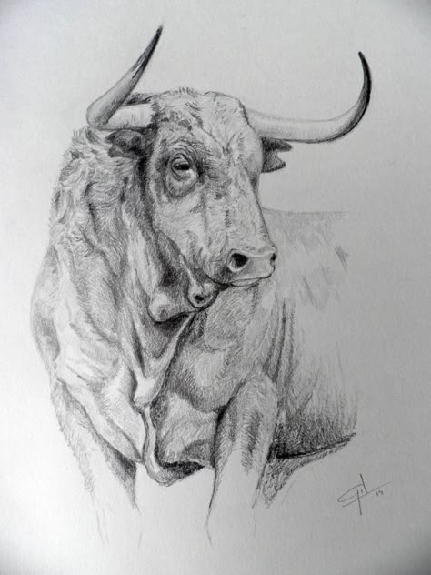 Bull Art Drawing, Horse Face Drawing, Bull Drawing, Bald Eagle Art, Dinosaur Sketch, Stick Drawings, Ballpoint Pen Art, Bear Artwork, Scratchboard Art