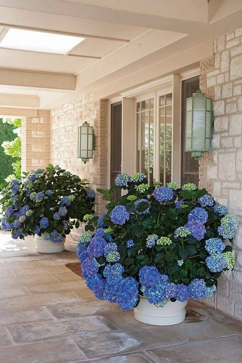 Patio Seating Ideas, Patios Ideas Backyard, Patios Ideas, Hydrangea Potted, Mediterranean Patio, Front Porch Flowers, Hydrangea Landscaping, Tattoo Plant, Porch Plants