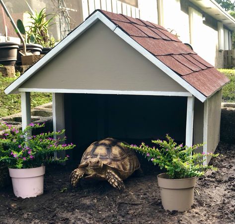 Right side of the roof is hinged to access two recessed 150w CHE bulbs and wifi temperate control thermostat Russian Tortoise Habitat Outdoor, Outdoor Tortoise Enclosure, Turtle Homes, Tortoise House, Tortoise Table, Tortoise Enclosure, Enclosure Ideas, Leopard Tortoise, Russian Tortoise