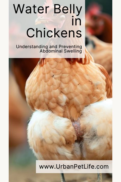 Learn about water belly in chickens: causes, symptoms, prevention, & veterinary care. Ensure your flock's health & well-being. Learn more! Water Belly In Chickens, Chicken Life Cycle, What Is Water, Chicken Owner, Chicken Life, Chicken Health, About Water, Nutritional Deficiencies, Well Balanced Diet