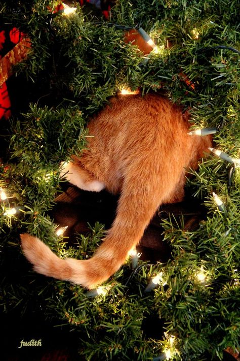 Cats not only invented the internet, but they also introduced the custom of Christmas trees.... Orange Cats, Cat Training, Appaloosa, Ginger Cats, Quarter Horse, Orange Cat, Doja Cat, Cats Meow, Exotic Pets