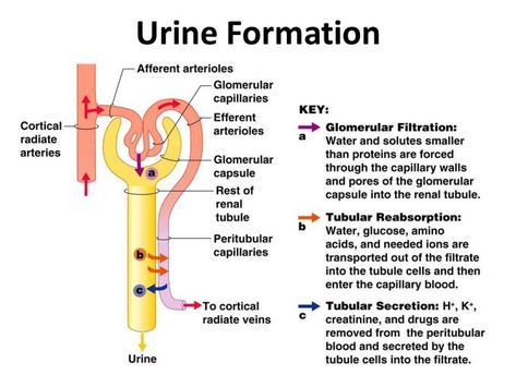 Nephron Diagram, Urine Formation, Glomerular Filtration, Renal Physiology, Renal System, Psychology Notes, Basic Anatomy And Physiology, Nurse Study Notes, Nursing Student Tips