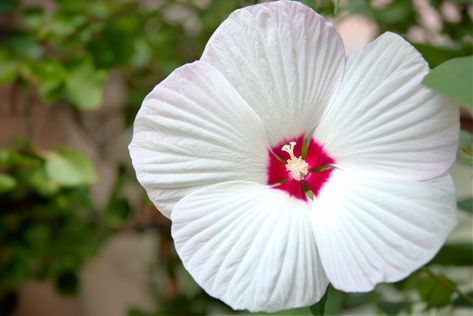 swamp rose mallow Swamp Rose, Rose Mallow, Coral Bells Heuchera, Hardy Hibiscus, Mallow Flower, Perennial Bulbs, Pollinator Plants, Butterfly Plants, Coral Bells