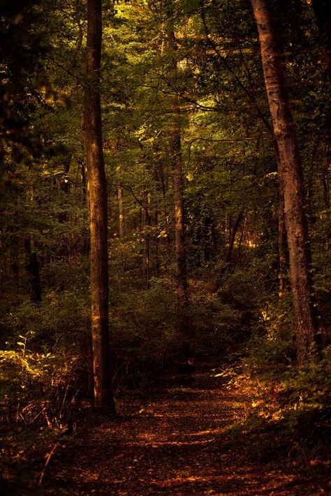 Fine Art Photography-percy Warner Park Nashville Tennessee-wall Art Print-trees-green-forest-home Decor-path-8x12 - Etsy Dolar #zicxa-photos #zicxa #images #background #wallpaper #freepik #shutterstock #VN Amber And Green Aesthetic, Groove Aesthetic, Fall Aesthetic Green, Hazel Aesthetic, Peacock Background, Tennessee Aesthetic, Extreme Photography, Stone Paths, Brown Forest