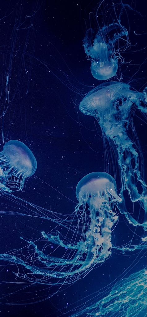 Pretty Jellyfish, Halloween Home Decor Ideas, Sea Life Wallpaper, Jellyfish Pictures, Wallpapers For Living Room, Designs Wallpaper, Underwater Wallpaper, Wallpaper Store, Wallpaper For Living Room