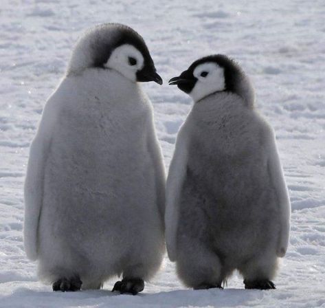 Pinguin Cute, Penguin Shirt, World Birds, Penguin Love, Emperor Penguin, Cute Penguin, Baby Penguins, Cute Animals Images