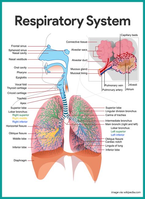 Respiratory System-Respiratory System Anatomy and Physiology    https://nurseslabs.com/respiratory-system/ Anatomi Dan Fisiologi, Respiratory System Anatomy, Human Respiratory System, Sistem Saraf, Pulmonology, Respiratory Care, Respiratory Therapy, Human Body Anatomy, Medical School Studying