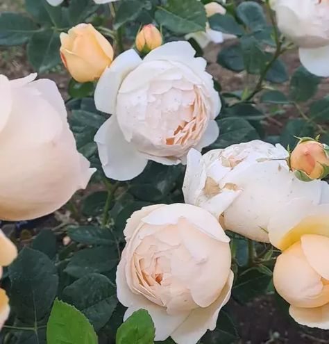 Wollerton Old Hall rose - Wollerton Old Hall Rose, Lady Of Shallot Rose Climbing, Wollerton Old Hall Climbing Rose, Rose Diseases, White Ohara Garden Rose, Wollerton Old Hall, Romantic Antique Garden Rose, Types Of Roses, Shrub Roses