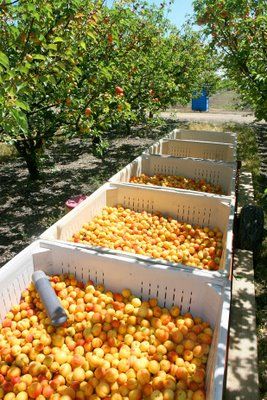 apricot orchard, we cut apricots and dried them every summer. We popped a lot of them in our mouths. Apricot Orchard, Fruit Orchard, Orchard Garden, Harvest Time, Apricot, Food Storage, Tart, Blossom, Herbs