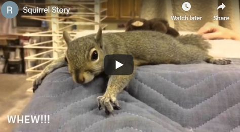 House Squirrel Video, Pet Squirrel Videos, Funny Squirrel Videos, Squirrel Toys, Squirrels Funny, House Squirrel, Funny Squirrel Pictures, Squirrel Video, Pet Squirrel