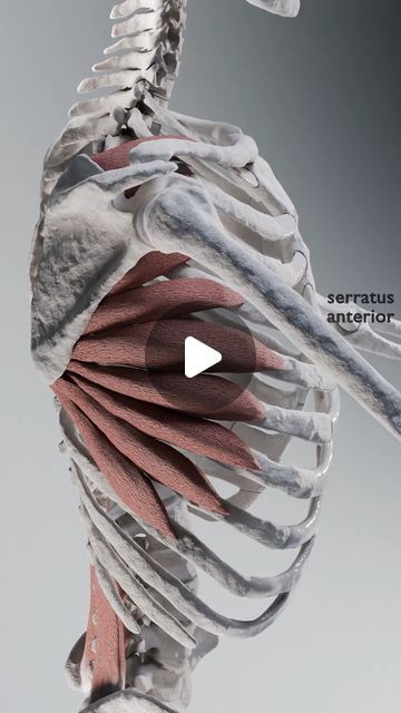 Skeleton Muscles, Anatomy Skeleton, Serratus Anterior, Muscles, Anatomy, Skeleton, Motion, On Instagram, Instagram