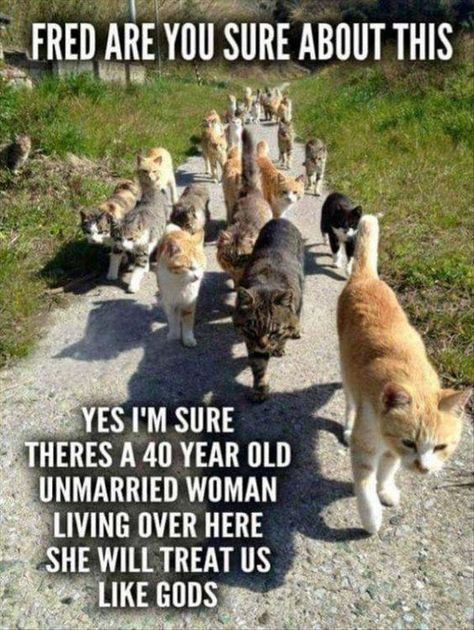 20 Hilarious Cat Lady Memes You Would Totally Love Farmville 2, Humor Animal, Cats Photos, Funny Random, Cat Ideas, Söt Katt, Dirt Road, Animal Pics, Funny Cat Memes