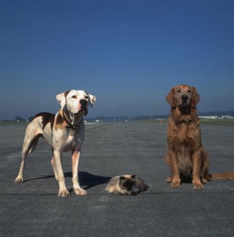 Day #5: Your favorite hero - Couldn't choose just one, so I chose Shadow and Chance from Homeward bound. Homeward Bound Movie, Bound Movie, Disney Live Action Movies, Disney Live, Homeward Bound, Goofy Movie, Childhood Movies, Film Disney, Animals Friendship