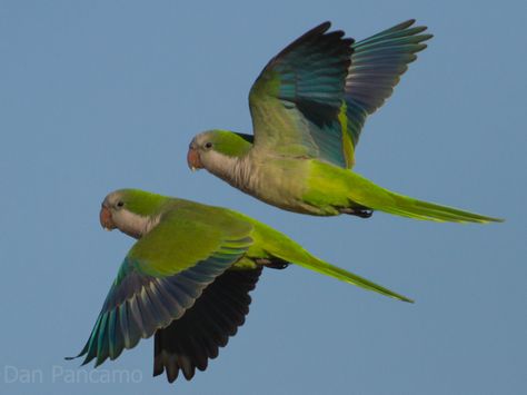 Parakeet Art, Parrot Flying, Monk Parakeet, Japanese Bird, Parrots Art, Beautiful Flowers Photos, Parakeets, Pretty Animals, Dragon Artwork