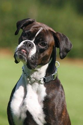 Deutscher, beautiful boxer dog, classic boxer expression!!! Boxer Dogs Brindle, Boxer Breed, Boxer Dogs Funny, Head Tilt, Boxer And Baby, Cesar Millan, Boxer (dog), Puppy Kisses, Boxer Puppy