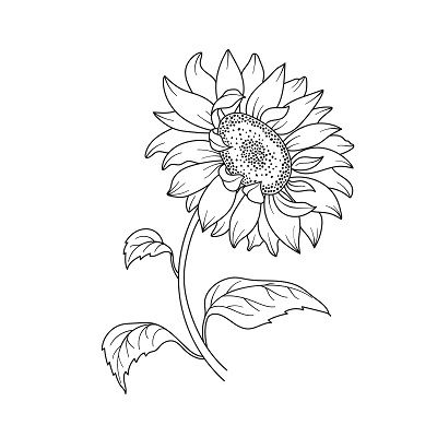 My Grandmas Favorite Flower Was A Sunflower Gap Filler Tattoo Design, Painting A Sunflower, Sunflower Stencils, Filler Tattoo Designs, Gap Filler Tattoo, Filler Tattoos, Art Tattoo Ideas, Printable Sunflower, Sunflower Sketches