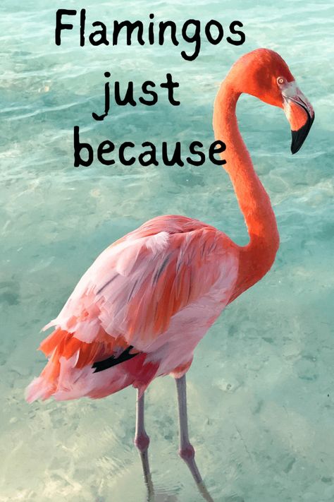 Flamingo Quotes, Flamingos Quote, Flamingo Stuff, Flamingo Pictures, Flamingo Color, Fancy Flamingo, Funny Flamingo, Animal Humor, Flamingo Decor