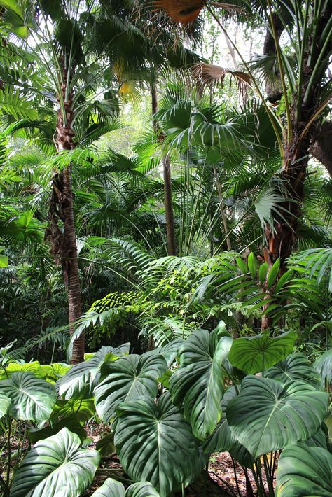 Lush Tropical Landscape, Japanese Jungle, Diy Garden Decorations, Vintage Decorating Ideas, Tropical Vegetation, Tropical Backyard Landscaping, Dream Garden Backyards, Garden River, Pool Bed