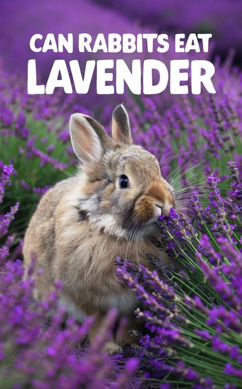 Get expert advice on whether lavender is a suitable snack for your beloved bunny 🐰💚 #PetNutrition #Herbivores #HappyRabbit Apple Diet, Benefits Of Lavender, Rabbit Behavior, Rabbit Habitat, Rabbit Diet, Skin Diet, Lavender Benefits, Indoor Rabbit, Bunny Care