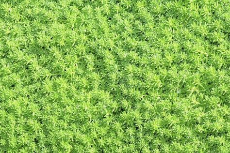 Tapestry Lawn, Sedum Ground Cover, Succulent Ground Cover, Corner Landscaping, Sedum Plant, Hydrangea Landscaping, Front Yard Plants, Lawn Alternatives, Ground Covering