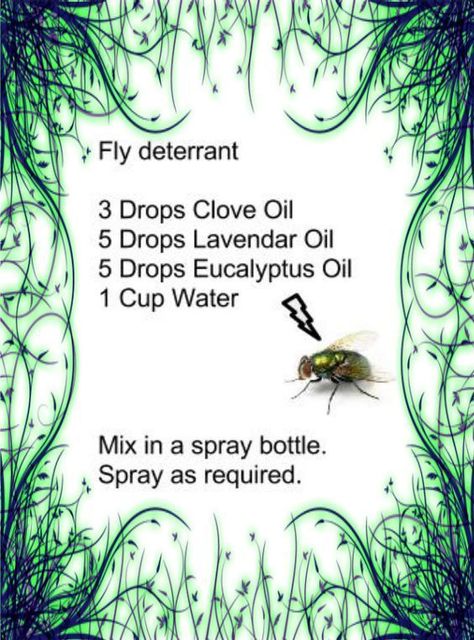 Homemade Fly Spray, Bug Spray Recipe, Fly Spray, Oil Remedies, Essential Oil Diffuser Blends, Young Living Oils, Doterra Oils, Oil Diffuser Blends, Oil Uses