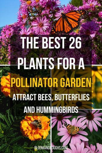 This post shows you the benefits of creating a pollinator-friendly container garden and provides comprehensive guidance on achieving it. You'll find the best 26 plants for a pollinator garden which attract bees, butterflies, and hummingbirds. Come and learn with me! #containergardening #pollinatorgarden #beegarden #butterflygarden Butterfly Bee Garden, Pesticide Free Gardening, Hummingbird Garden Plan, Butterfly Garden Ideas, Playset Makeover, Plants To Attract Bees, Pollinator Garden Design, Flowers That Attract Butterflies, Butterflies And Hummingbirds