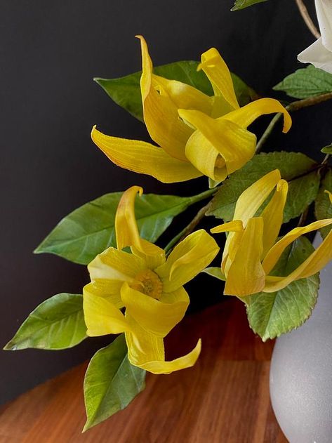 Ylang Ylang Flower Aesthetic, Ylang Ylang Aesthetic, Ylang Ylang Benefits, Ylang Ylang Witchcraft, Roku Gin, Vanilla Patchouli, Ylang Ylang Flower, Ylang Ylang Essential Oil, Herbal Plants