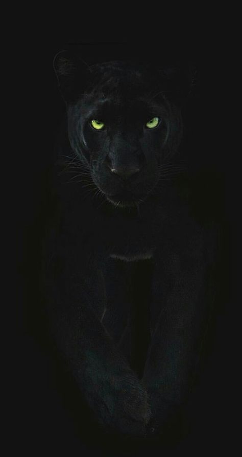 Green Eyes, In The Dark, Panther, Black Cat, Green, Black