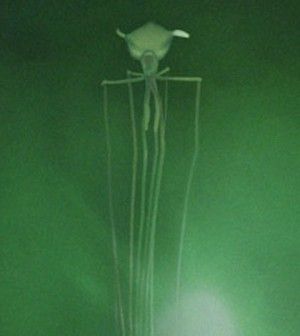 magnapinna-bigfin-squid-video Magnapinna Squid, Squid Video, Bigfin Squid, Tully Monster, Universal Monsters Art, Cool Sea Creatures, Crazy Nature, Nightmare Fuel, Deep Sea Creatures