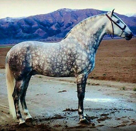 (96) Passion for beautiful Horses. - Photos Dapple Grey Horses, Lusitano Horse, Types Of Horses, Andalusian Horse, Grey Horse, Majestic Horse, All The Pretty Horses, White Horses, Horse Photos