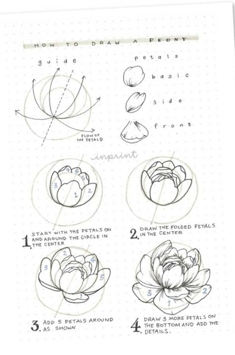 Leaf Tutorial Drawing, Lotus Drawing Tutorial, Lotus Flower Drawing Step By Step, How To Draw A Violet Flower, Drawing Botanicals Tutorial, How To Draw A Water Lily, How To Draw Pansies, Botanical Pencil Drawings, How To Doodle Flowers