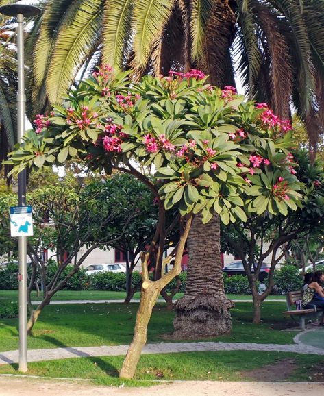 Plumeria – Wisconsin Horticulture Small Tropical Trees, Small Landscape Trees, Plumeria Tree, Master Gardener Program, Succulent Garden Indoor, Tropical Trees, Street Trees, Plumeria Flowers, Patio Garden Design