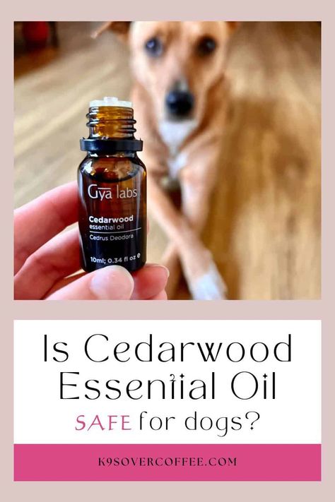 Is Cedarwood Essential Oil Safe For Dogs? - K9sOverCoffee Cedarwood Essential Oil Uses, Valerian Essential Oil, Flea Spray For Dogs, Dog Deodorizer, Essential Oils For Fleas, Coconut Oil For Fleas, Cedar Essential Oil, Essential Oils Dogs, Dog Spray