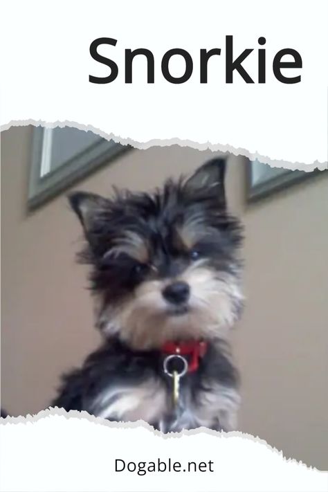 Snorkie Dog, Shorkie Dogs, Schnauzer Mix, Yorkie Mix, Guard Dog, Adorable Puppies, Mixed Hair, Favorite Animals, Yorkie Puppy