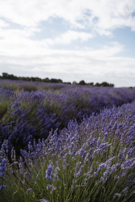 Lavender Field Aesthetic, Lavender Photo, Nature Cottagecore, Field Aesthetic, Cottagecore Nature, Photo Png, Nature Iphone Wallpaper, Plant Photos, Lavender Field