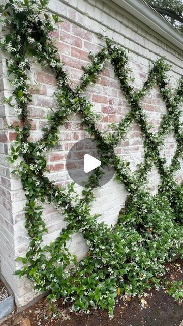 Shannon Searcy on Instagram: "Star Jasmine wall in full bloom. 🫶🏻  #starjasmine #jasmine #pollinatorswelcome #landscapedesign #landscapelovers #trellisgarden" Star Jasmine Espalier, Jasmine Fence Climber, Jasmine Trellis Wall, Rustic Townhouse, Jasmine Creeper Wall, Star Jasmine Trellis Wall, Star Jasmine Fence, Star Jasmine Trellis, Star Of Jasmine Wall