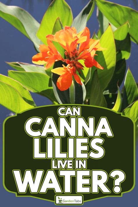 Canna Lily Landscaping, Canna Lily Garden, Gaura Plant, Canna Lilly, Cana Lily, Lilly Garden, Canna Bulbs, Plant Troughs, Canna Lilies