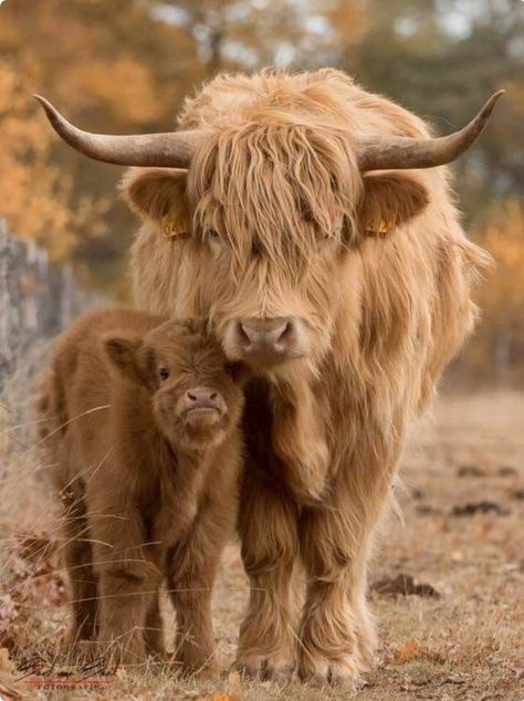 Blonde highland cow and her cute fluffy calf. So sweet. Highland Cow Art, Baby Farm Animals, Fluffy Cows, Cow Pictures, Highland Cattle, Baby Cows, Cow Art, Fluffy Animals