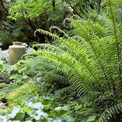 5 Low-Water Ferns for Colorado Landscapes Working Garden, Colorado Gardening, Water Ferns, Evergreen Ferns, Potted Ferns, Autumn Fern, Low Water Plants, Low Water Gardening, Colorado Landscape