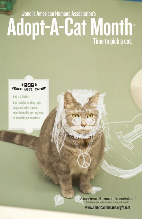 animal adopt poster | top ten checklist for adopting a cat if you re thinking about adopting ... Adoption Poster, Adopting A Cat, Newborn Kittens, Older Cats, Cat Posters, Shelter Dogs, Cat Adoption, All About Cats, Cat Pin