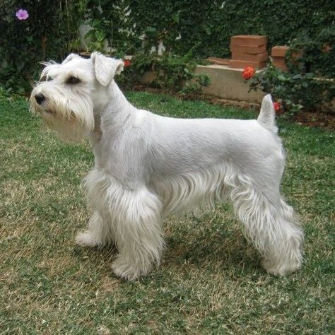 Schaunzer Dog, Snauzer Haircut, Mini Schnauzer Grooming Haircuts, Schnauzer Cut, White Miniature Schnauzer, White Schnauzer, Schnauzer Breed, Schnauzer Grooming, Mini Schnauzer Puppies